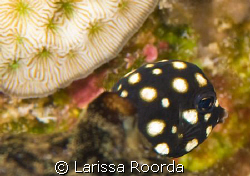 Lactophrys triqueter.  Smooth Trunkfish (post-larval juve... by Larissa Roorda 